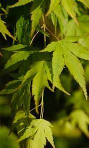 Preview wallpaper maple, leaves, plant, green, macro