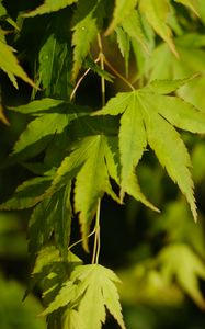 Preview wallpaper maple, leaves, plant, green, macro