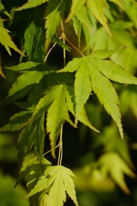 Preview wallpaper maple, leaves, plant, green, macro