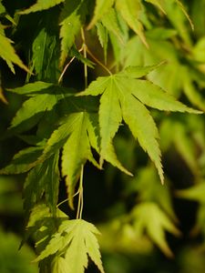 Preview wallpaper maple, leaves, plant, green, macro