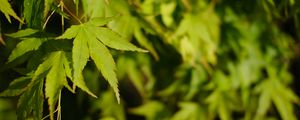 Preview wallpaper maple, leaves, plant, green, macro