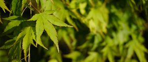Preview wallpaper maple, leaves, plant, green, macro