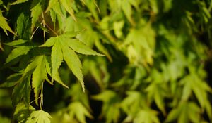 Preview wallpaper maple, leaves, plant, green, macro