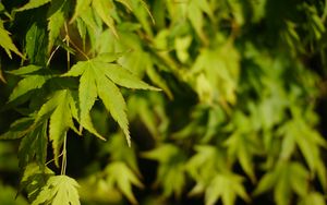 Preview wallpaper maple, leaves, plant, green, macro