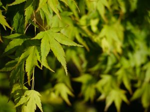 Preview wallpaper maple, leaves, plant, green, macro