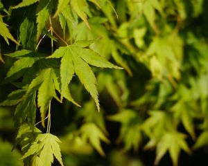 Preview wallpaper maple, leaves, plant, green, macro