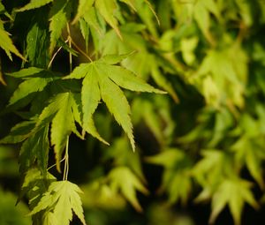 Preview wallpaper maple, leaves, plant, green, macro