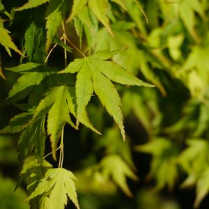 Preview wallpaper maple, leaves, plant, green, macro