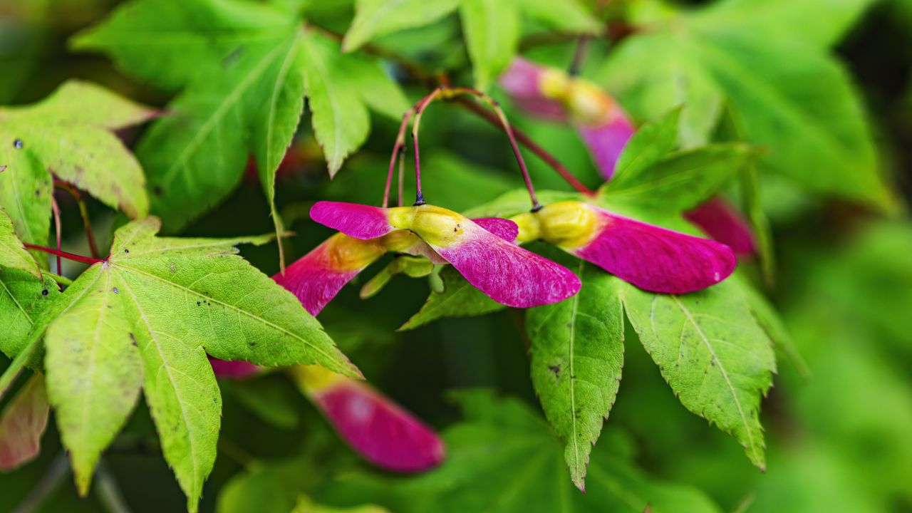 Wallpaper maple, leaves, seeds, macro, pink, autumn