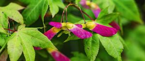Preview wallpaper maple, leaves, seeds, macro, pink, autumn