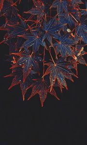 Preview wallpaper maple, leaves, tree, drops, wet