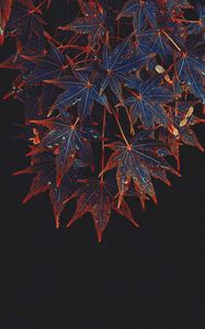 Preview wallpaper maple, leaves, tree, drops, wet