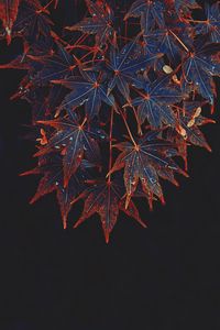 Preview wallpaper maple, leaves, tree, drops, wet