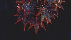 Preview wallpaper maple, leaves, tree, drops, wet