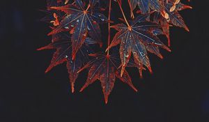 Preview wallpaper maple, leaves, tree, drops, wet