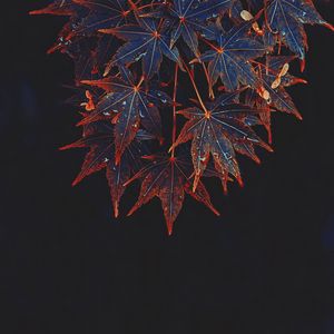 Preview wallpaper maple, leaves, tree, drops, wet