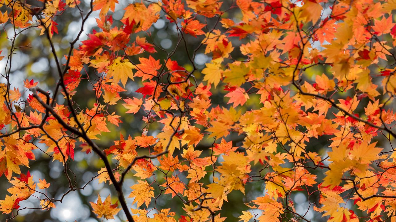 Wallpaper maple, leaves, tree, branches, autumn