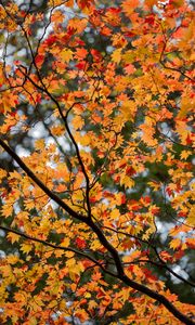 Preview wallpaper maple, leaves, tree, branches, autumn