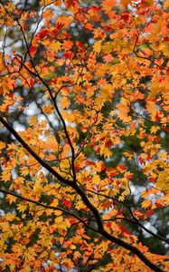 Preview wallpaper maple, leaves, tree, branches, autumn