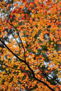 Preview wallpaper maple, leaves, tree, branches, autumn