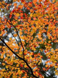 Preview wallpaper maple, leaves, tree, branches, autumn