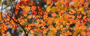 Preview wallpaper maple, leaves, tree, branches, autumn