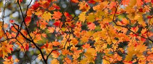 Preview wallpaper maple, leaves, tree, branches, autumn