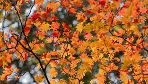 Preview wallpaper maple, leaves, tree, branches, autumn