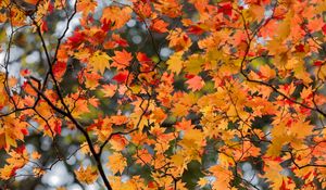 Preview wallpaper maple, leaves, tree, branches, autumn