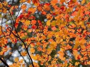 Preview wallpaper maple, leaves, tree, branches, autumn