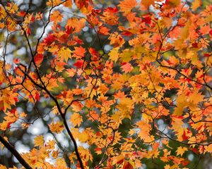 Preview wallpaper maple, leaves, tree, branches, autumn