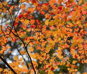 Preview wallpaper maple, leaves, tree, branches, autumn