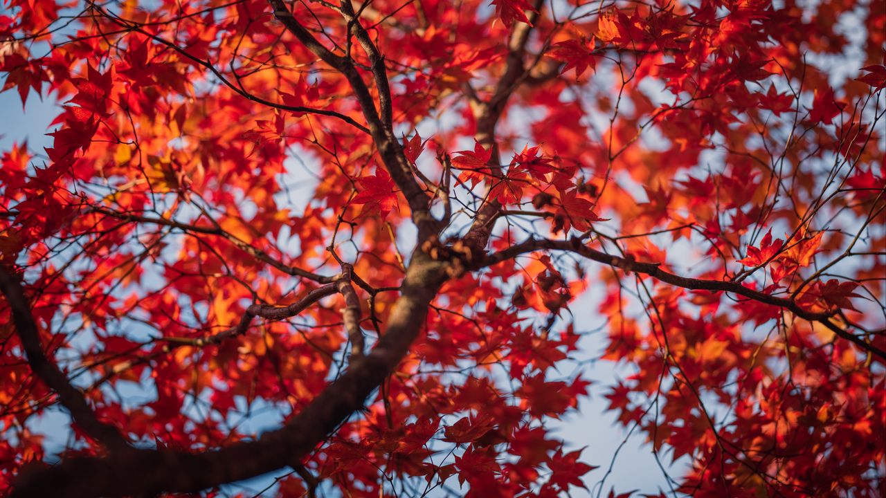 Wallpaper maple, leaves, tree, autumn, red, blur