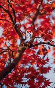 Preview wallpaper maple, leaves, tree, autumn, red, blur