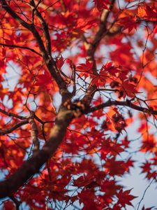 Preview wallpaper maple, leaves, tree, autumn, red, blur