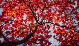 Preview wallpaper maple, leaves, tree, autumn, red, blur