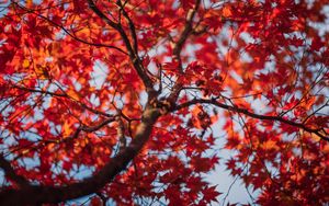 Preview wallpaper maple, leaves, tree, autumn, red, blur