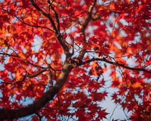 Preview wallpaper maple, leaves, tree, autumn, red, blur