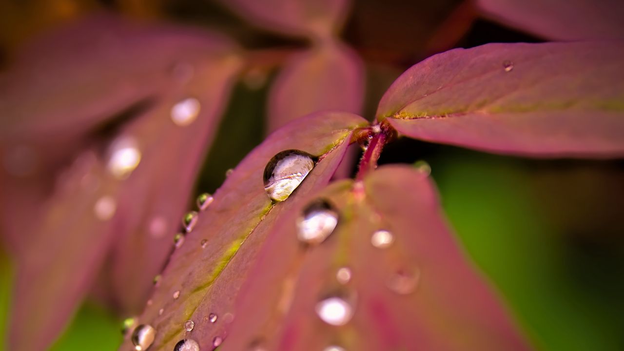 Wallpaper maple, leaves, water, drops, macro