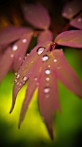 Preview wallpaper maple, leaves, water, drops, macro