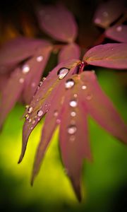 Preview wallpaper maple, leaves, water, drops, macro