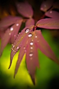 Preview wallpaper maple, leaves, water, drops, macro