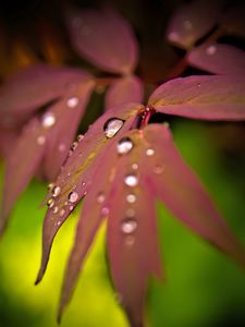 Preview wallpaper maple, leaves, water, drops, macro