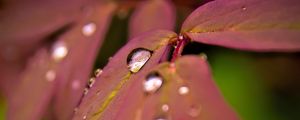 Preview wallpaper maple, leaves, water, drops, macro