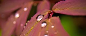 Preview wallpaper maple, leaves, water, drops, macro