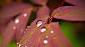 Preview wallpaper maple, leaves, water, drops, macro