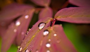 Preview wallpaper maple, leaves, water, drops, macro