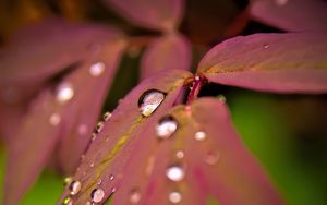 Preview wallpaper maple, leaves, water, drops, macro