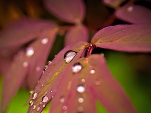 Preview wallpaper maple, leaves, water, drops, macro