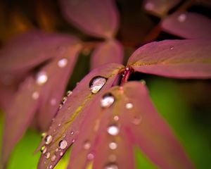 Preview wallpaper maple, leaves, water, drops, macro